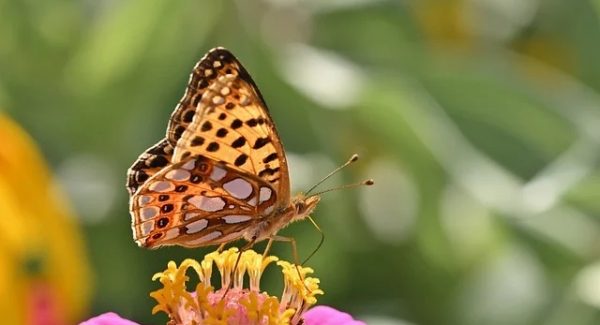 金旋网赚新潮流：网上免费赚钱项目与SEO赚钱培训的双重助力