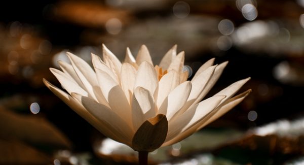 微信聊天视频赛道新商机：看广告软件金币获取秘籍