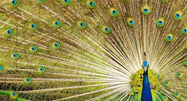 竞价赚钱新策略：利用SEO视频培训提升网赚项目下载量