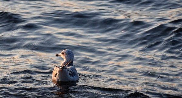 网络赚钱教程精选：从网赚论坛大全到网络视频营销全覆盖