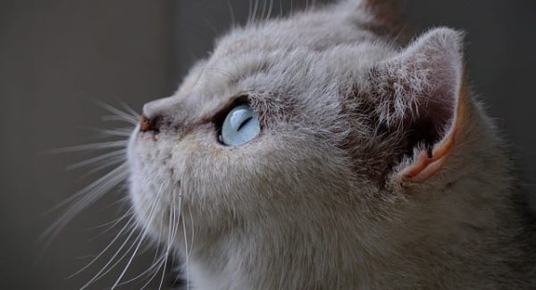 项目资源站新风向：项目网站源码与网站交易中介的便捷通道