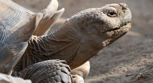 OBS快手无人直播电视剧避违规技巧，加速器项目助力网赚加速