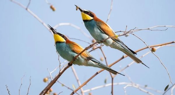 中创网VIP资源大放送，致富网赚东哲真实案例