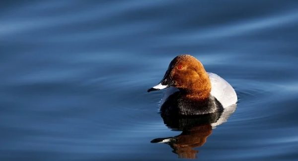 网赚项目网新机遇：赚钱项目资源网与免费资源站双管齐下