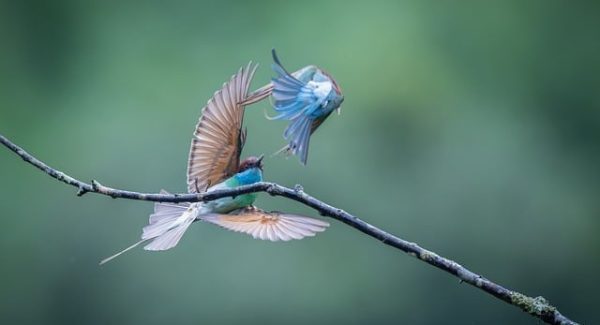 电影解说AI技术引领新潮流，打码录入兼职新机遇