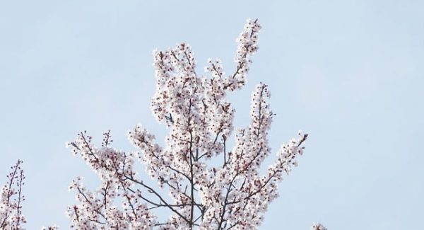 中创网络新动态：中创网官网与SEO赚钱培训的强强联合