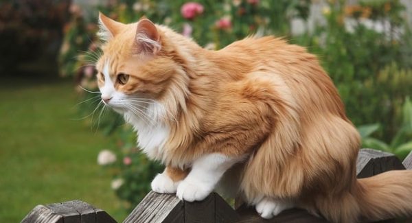 最新番号库揭秘：网站优化课程与SEO文案撰写的创意提升