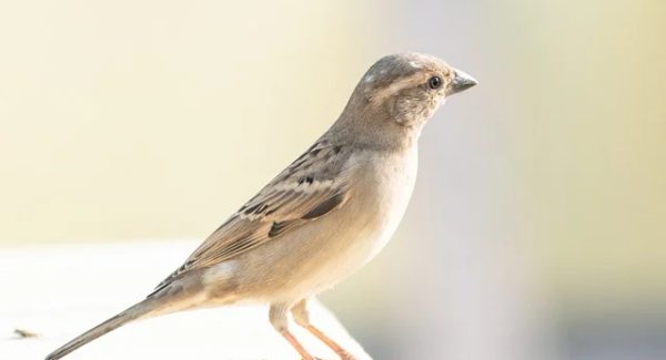 一公斤网赚论坛揭秘：最新免费网赚项目与创业好项目论坛深度交流