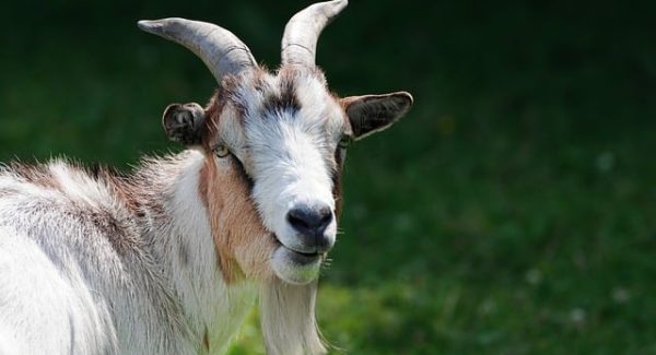 Google网赚新视野：探索最新免费网赚项目与互联网创业论坛