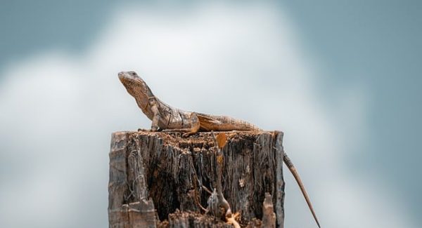 千梦网创新篇章：网上免费赚钱项目与副业项目的多元机遇