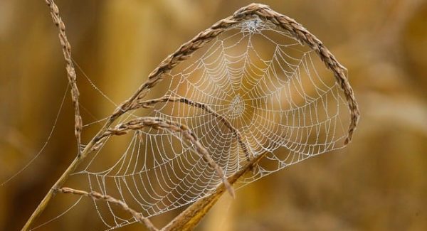 快手极速版自动看广告秘籍：解锁网赚新技能