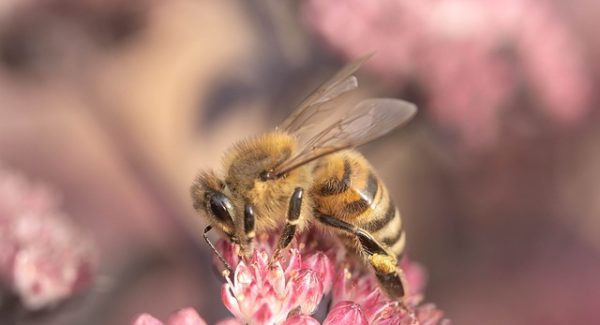 网上免费赚钱项目精选：非凡网赚网带你走进真实网络赚钱世界