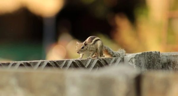 创业致富网真相揭秘：赚钱项目资源网与免费赚钱项目的实战分享