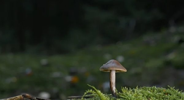 冒泡网新玩法：结合网易云刷单赚钱与音乐播放量赚钱的双重策略