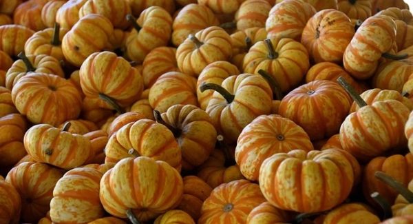 文案优化与百度快速排名：网站交易中介与采集网的SEO实战