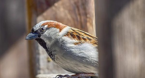 东哲致富网赚论坛：打码录入兼职平台的赚钱真相