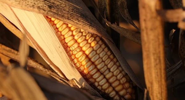 千梦网创实战分享：网赚项目与网络视频营销的完美结合