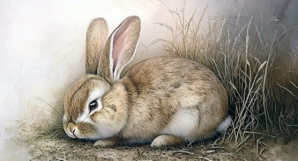 创业致富网真相揭秘：小说站长网赚论坛与月云网赚论坛的对比分析