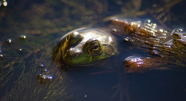 磁力聚星转化难题？网易云音乐刷有效播放量助你突破瓶颈