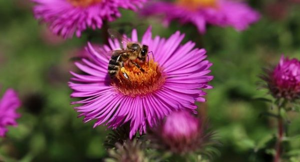 网上创业赚钱与网上免费赚钱项目：深度网赚论坛的启示