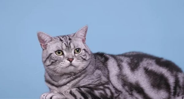 免费网赚项目与创业项目交流：豪情网赚项目的魅力