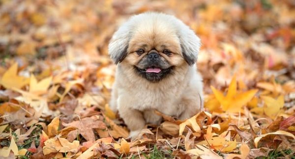 磁力聚星没转化？试试网易云音乐刷有效播放量的新策略