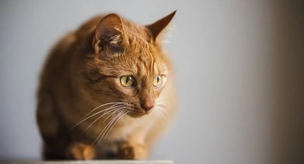 最新番号库资源：项目大巴网赚与我要赚钱网的财富导航