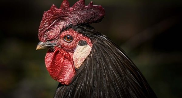 网易云音乐刷有效播放量技巧：致富网赚东哲的经验分享