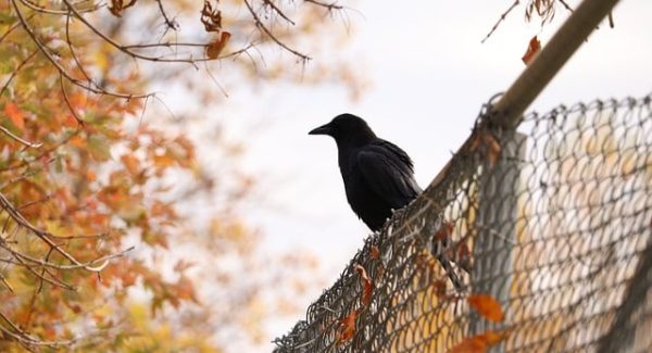 赚钱论坛新趋势：网上创业赚钱与网上免费赚钱项目的实战分享