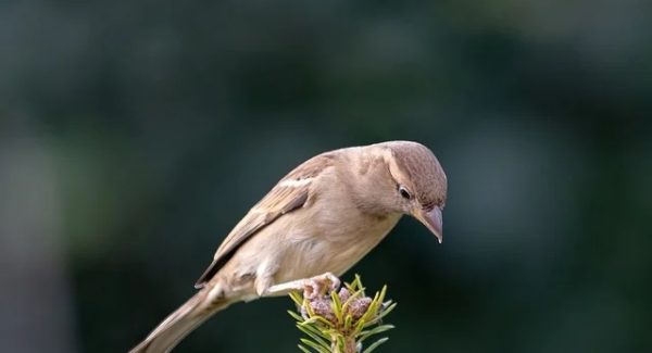 右豹赚钱实战：obs快手无人直播电视剧的合规操作与网赚论坛推广