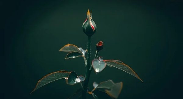 售货机视频审核新机遇：团多多短视频挂机项目与网赚的结合