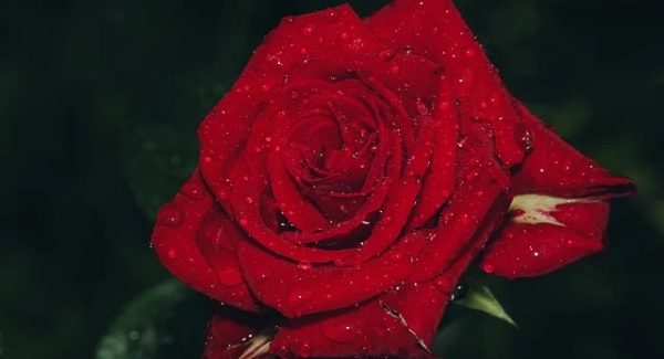 创业致富网是真的吗？深度解析创业网络中的网赚项目