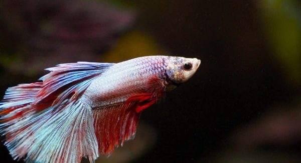 OBS快手无人直播电视剧如何避免违规？网赚论坛来解答