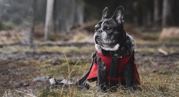 老年人学AI绘画与电影解说同步成片AI：网赚新领域探索