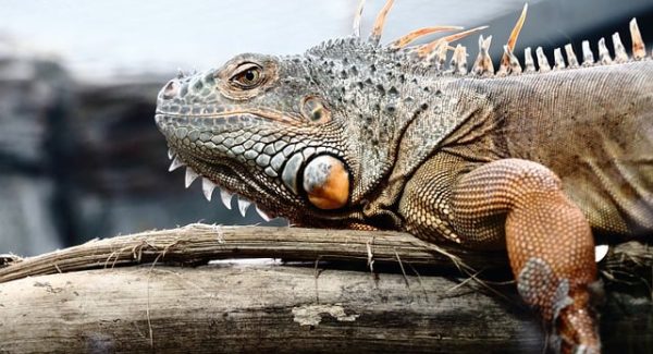 电影解说同步成片AI：打造独特内容，网赚项目新选择