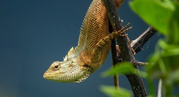 微信聊天视频赛道新探索：看广告软件金币获取与网赚项目的结合