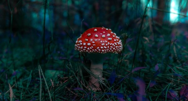 福缘网赚揭秘：网赚项目平台与资源站加盟的致富之路