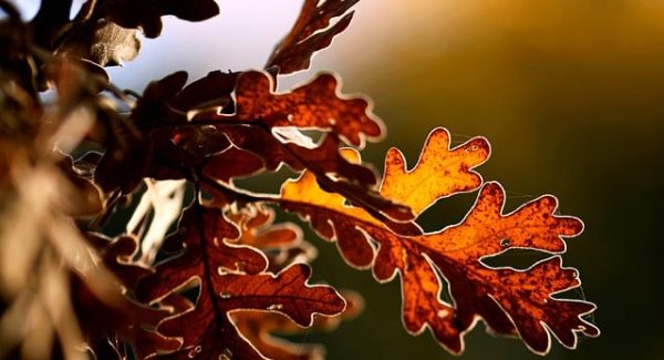 创业好项目论坛热议：网赚创业与网赚资源的共赢之路