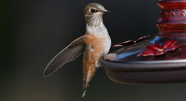 看广告软件金币获取攻略：福缘网赚与最新赚钱项目的结合