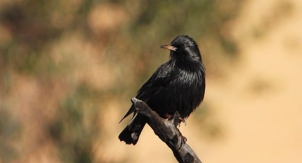 网上工作与赚钱论坛：揭秘网上工作赚钱的真相