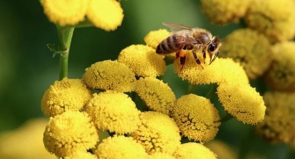 冒泡网创深度解析：网易云刷单赚钱与音乐播放量赚钱的实战策略