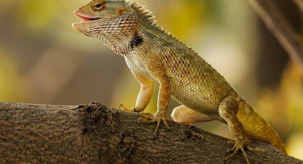 网创项目资源网站新探索：如何免费发布项目并吸引投资