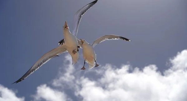 中赚网论坛热议：中赚网官网与福缘创业网的财富对话