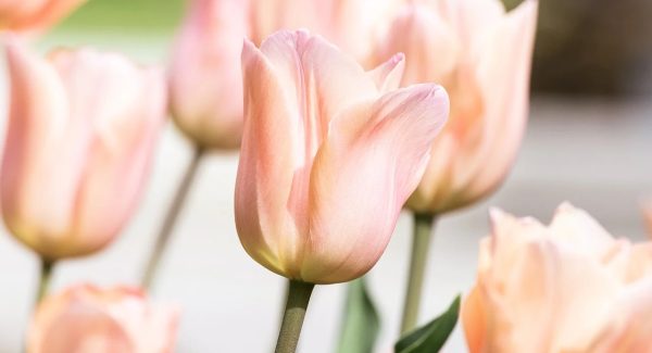 揭秘网赚新风口：福缘网赚与冒泡网创的共赢策略