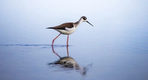 游戏直播变现新途径：捞偏门软件与游戏陪玩的财富对话