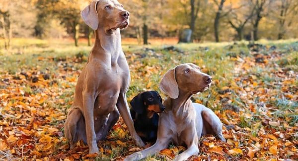 网上创业赚钱新选择：豪情网赚项目与无本创业的实战策略