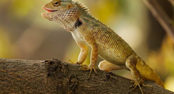 福缘网赚揭秘：最新网赚项目平台与资源站加盟的财富之路