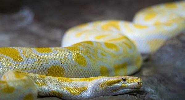 捞偏门软件排行榜揭秘：游戏直播陪跑与加速器项目的赚钱潜力