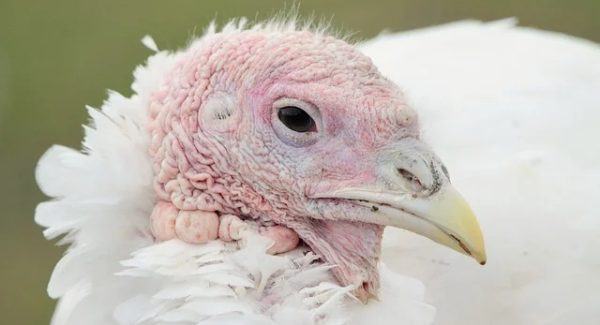 东哲网赚深度解析：如何利用打码录入兼职平台实现财务自由