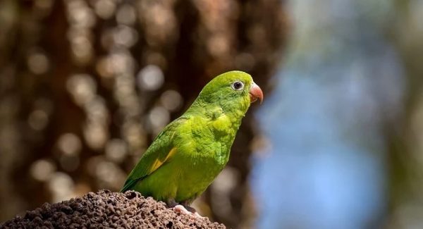 百度搜索大数据下的新机遇：SEO文案与网赚团购的实战策略